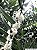CABELUDINHA ou JABUTICABA AMARELA (Myrciaria glazioviana) - Muda com até 1 metro - Imagem 9