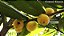 CABELUDINHA ou JABUTICABA AMARELA (Myrciaria glazioviana) - Muda com até 1 metro - Imagem 10