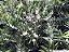 CABELUDINHA ou JABUTICABA AMARELA (Myrciaria glazioviana) - Muda com até 1 metro - Imagem 8