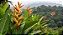 HELICÔNIA PAPAGAIO (Heliconia psittacorum) - Muda com até 60 cm - Imagem 2