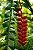 Heliconia rostrata - Muda com até 1,20m - Imagem 3