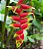 Heliconia rostrata - Muda com até 1,20m - Imagem 1