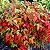NANDINA (Nandina domestica) - P15 Muda com até 40 cm - Imagem 1