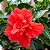 HIBISCO DOBRADO (Hibiscus rosa-sinensis "carnation") - Muda com até 1 metro - Imagem 1