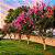 RESEDÁ (Lagerstroemia indica) - Muda com 70 cm a 1 metro - Imagem 1