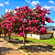 RESEDÁ (Lagerstroemia indica) - Muda com 70 cm a 1 metro - Imagem 2
