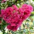 RESEDÁ (Lagerstroemia indica) - Muda com 70 cm a 1 metro - Imagem 4