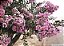 RESEDÁ (Lagerstroemia indica) - Muda com até 1 metro - Imagem 2