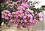 RESEDÁ (Lagerstroemia indica) - Muda com até 1 metro - Imagem 3
