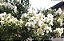 RESEDÁ (Lagerstroemia indica) - Muda com até 1 metro - Imagem 4