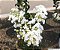 RESEDÁ (Lagerstroemia indica) - Muda com até 1 metro - Imagem 5