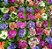 PRÍMULA COLORIDA (Primula obconica) - P11 - Imagem 3