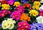 POLIANTA (Primula x polyantha) - P11 - Imagem 1