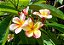 JASMIM MANGA (Plumeria rubra) - Muda com até 70 cm - Imagem 2