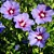 HIBISCO DA SÍRIA (Hibiscus syriacus) - Muda com até 60 cm - Imagem 2