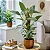 FILODENDRO PRATEADO (Philodendron hastatum 'Silver Sword') - P15 - Imagem 2