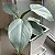 FILODENDRO PRATEADO (Philodendron hastatum 'Silver Sword') - P15 - Imagem 3