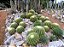 POLTRONA DE SOGRA (Echinocactus grusonii) - P9 - Imagem 2