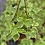 PEPERÔMIA PENDENTE (Peperomia scandens) - C13 - Imagem 1