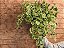 PEPERÔMIA PENDENTE (Peperomia scandens) - C13 - Imagem 1