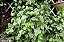 PEPERÔMIA PENDENTE (Peperomia scandens) - C13 - Imagem 3