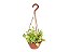 PEPERÔMIA PENDENTE (Peperomia scandens) - C13 - Imagem 2