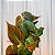 FILODENDRO VELUDO (Philodendron Micans) - C13 - Imagem 1