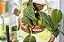 FILODENDRO VELUDO (Philodendron Micans) - C13 - Imagem 2