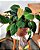 FILODENDRO VELUDO (Philodendron Micans) - C13 - Imagem 3