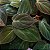 FILODENDRO VELUDO (Philodendron Micans) - C13 - Imagem 4