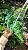 SAMAMBAIA AZUL (Selaginella Uncinata) - Imagem 3