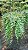 SAMAMBAIA AZUL (Selaginella Uncinata) - Imagem 11