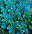 SAMAMBAIA AZUL (Selaginella Uncinata) - C13 - Imagem 1