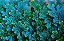 SAMAMBAIA AZUL (Selaginella Uncinata) - C13 - Imagem 2