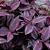 LAMBARI ROXO (Tradescantia zebrina 'Purpusii') - Imagem 2