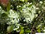 PITANGA ANÃ DO CERRADO (Eugenia uniflora) - Muda com até 60 cm - Imagem 4