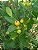 PITANGA ANÃ DO CERRADO (Eugenia uniflora) - Muda com até 60 cm - Imagem 2