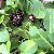 ERVA MATE (Ilex paraguariensis) - Muda com até 1 metro - Imagem 1