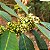 ERVA MATE (Ilex paraguariensis) - Muda com até 1 metro - Imagem 4