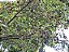 CEREJA DO RIO GRANDE (Eugenia involucrata) - Muda com até 1 metro - Imagem 3