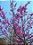 PAU DE ROSAS (Physocalymma scaberrimum) - Muda com até 1 metro - Imagem 4