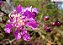 PAU DE ROSAS (Physocalymma scaberrimum) - Muda com até 1 metro - Imagem 1