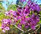 PAU DE ROSAS (Physocalymma scaberrimum) - Muda com até 1 metro - Imagem 2