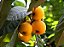 NÊSPERA ou AMEIXA AMARELA (Eriobotrya japonica) - Muda com até 1 metro - Imagem 2