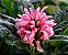 JUSTICIA ROSA (Justicia carnea) - Muda com até 1,20m - Imagem 1