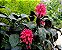JUSTICIA ROSA (Justicia carnea) - Muda com até 1,20m - Imagem 2