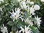JUSTICIA BRANCA (Justicia carnea 'alba') - Muda com até 1 metro - Imagem 2