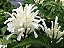 JUSTICIA BRANCA (Justicia carnea 'alba') - Muda com até 1 metro - Imagem 1