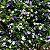 MANACÁ DE CHEIRO (Brunfelsia uniflora) - Muda com até 1 metro - Imagem 7