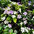 MANACÁ DE CHEIRO (Brunfelsia uniflora) - Muda com até 1 metro - Imagem 8